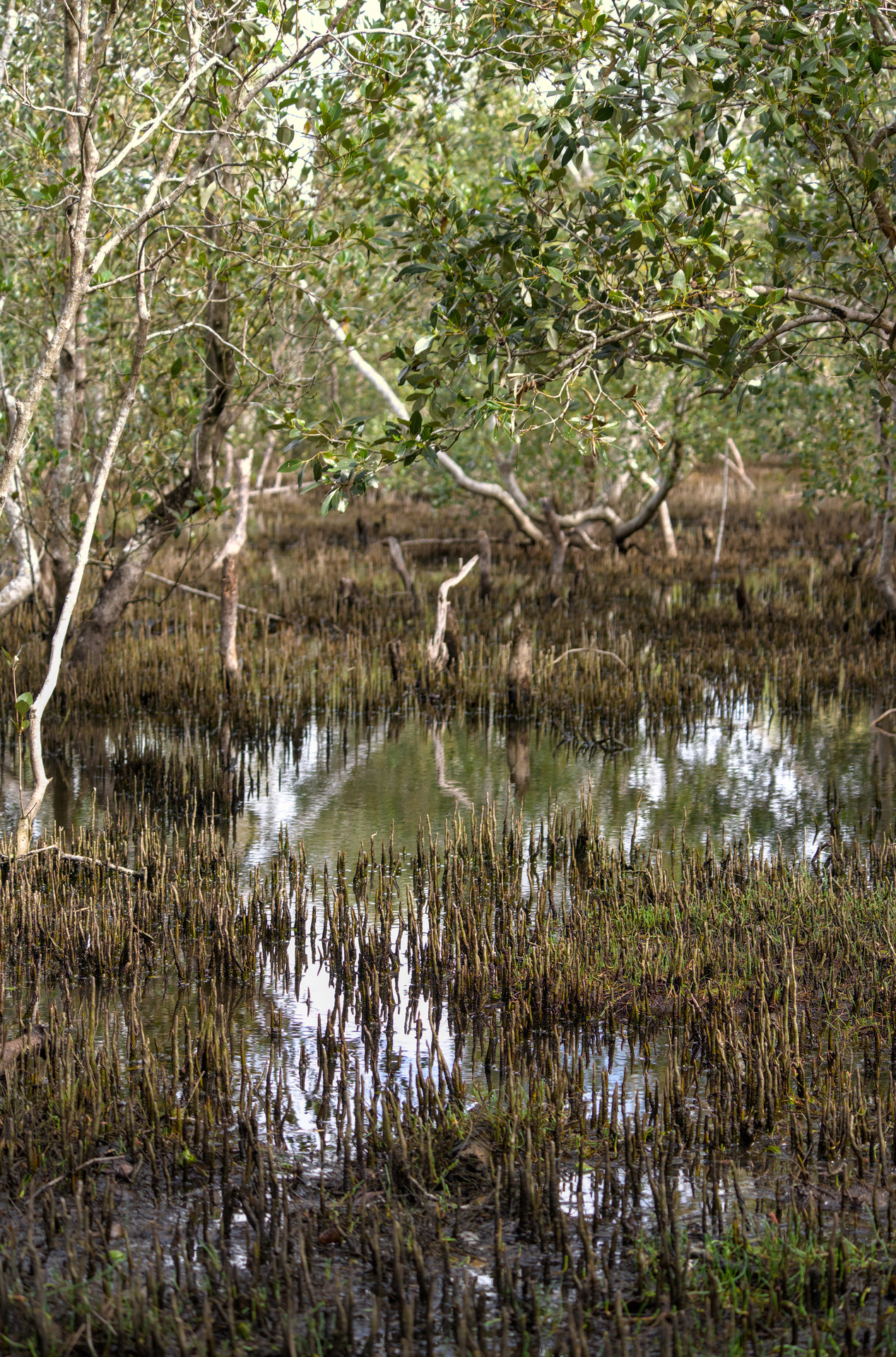 Calm swampy waters with small growing shoots framed by larger thin twisted trees.